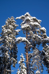 snowy trees against blue sky, Finland