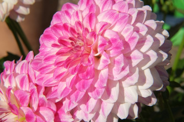 Hortensie - große Blüte