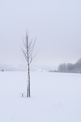 Fototapeta na wymiar Single tree in Winter Switzerland