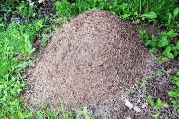 Ants's nest, formicary in the Dolomiti mountains, Italy