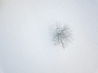 Scent of animal in snow next to single tree from above 
