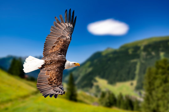 Weißkopfseeadler Adler Ausmalbild