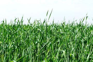 Field of green grass, spring natural background.
