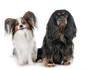cavalier king charles and papillon