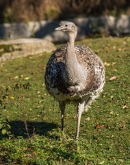 Darwin-Nandu - Rhea pennata