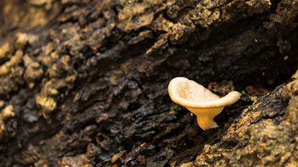 Mushroom trees on the tree