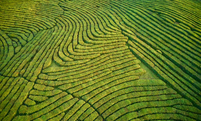 Aerial view shot from drone of green tea plantation, Top view aerial photo from flying drone of a...