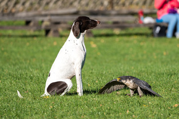 Wanderfalke mit Jagdhund - Falco peregrinus