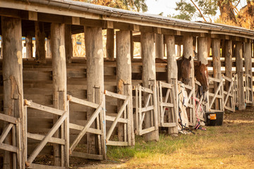 horses in stables