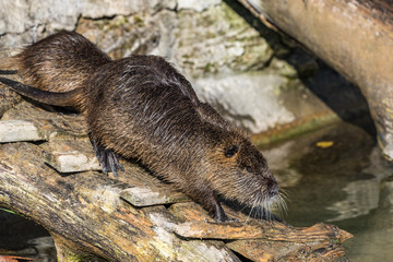 Biber - Myocastor coypus