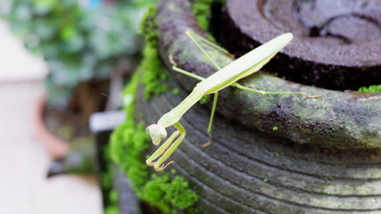 the praying grasshopper on a mossy black stone