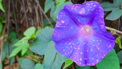 Convolvulus arvensis or field bindweed flower for beautiful nature background .
