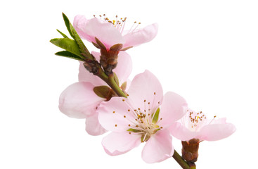 sakura flowers isolated