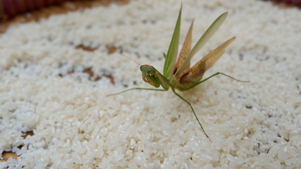 praying grasshopper on rice