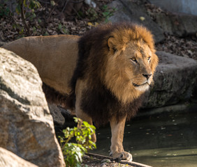 Löwe - Panthera leo
