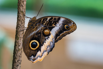 Fototapeta premium Bananenfalter - Caligo eurilochus