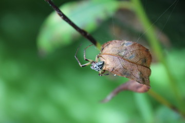 bug on a leaf