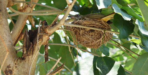 Streak-eared Bulbul (Pycnonotus blanfordi) bird in nest on tree with natural green background