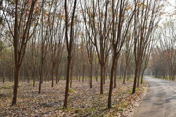 Naklejka premium Road in tree tunnel , Rubber Plantation in Thailand, Leaves turn to brown and fall to the ground
