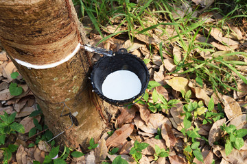 Milk latex extracted from the rubber tree is flowing and dripping into the pot