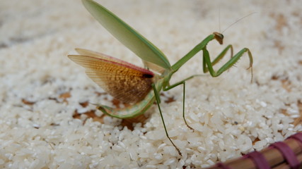 praying grasshopper on rice