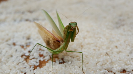praying grasshopper on rice