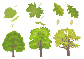 Vector set of common European forest trees with detail of leaf and fruit. Tilia cordata, acer platanoides, quercus robus, quercus petraea.