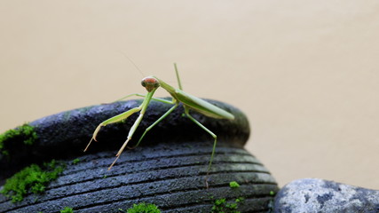 the praying grasshopper on a mossy black stone