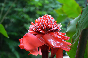 Beautiful And Iconic Flowers And Plants of Oaxaca, Mexico