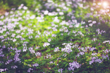 Fresh lilac wildflowers among lush green grass