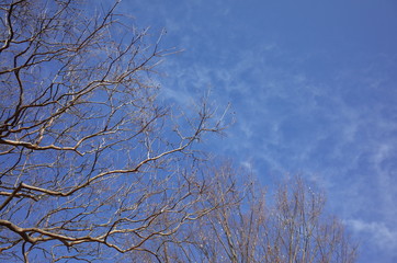 冬の空