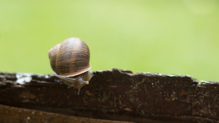 snail on  on old tree bark 