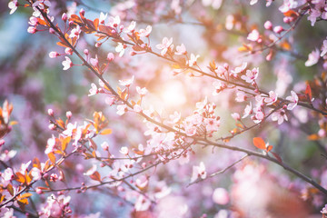 Fresh blooming wild cherry, sakura on a pink blurred background