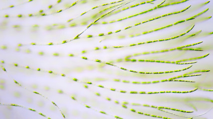 Green algea under the microscope