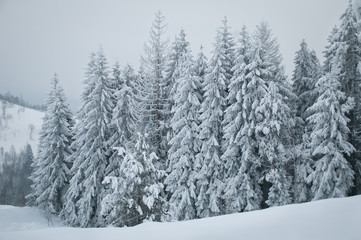 snow covered pine trees
