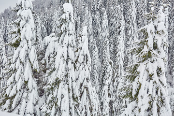 Fototapeta premium Winter landscape in the mountains