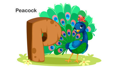 P for Peacock