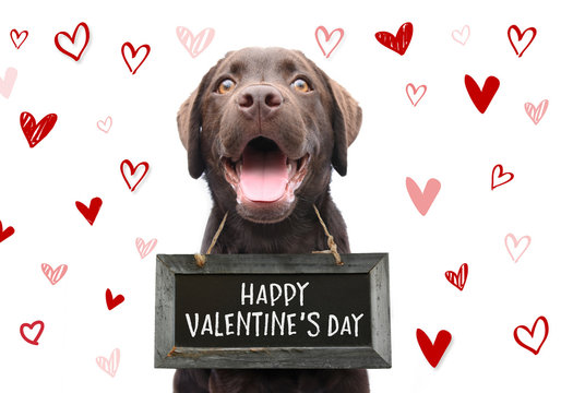 Romantic dog with text happy valentines day on wooden board with cute hand drawn hearts on white background for 14 february