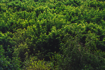 Textured natural background of tree tops. Cover of tree leaves close-up. Vintage natural texture of...