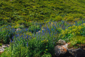 Group of beautiful blooming purple flowers of larkspur in valley close-up. Rich vegetation of highland. Colorful natural background with motley grasses and stones in bright sunlight. Mountain flora.