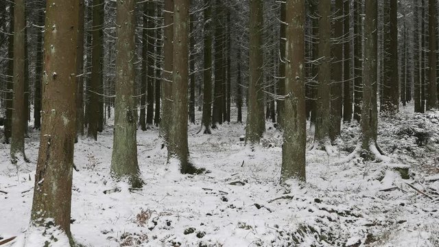 Snow covered conifer forest in winter, Serrig, Saar Valley, Rhineland-Palatinate, Germany, Europe
