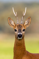 Portrait of a roe deer, capreolus capreolus, buck in summer with clear blurred background. Detail...