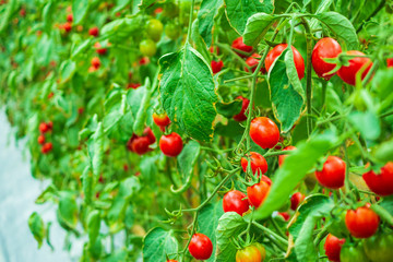 Obraz premium Fresh ripe red tomatoes plant growth in organic greenhouse garden ready to harvest