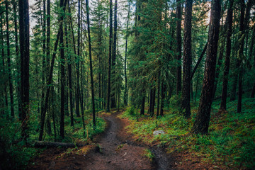 Wet footpath through rainy forest. Slush on hiking path. Dark forest landscape with old high pines with copy space. Coniferous trees and vegetation on hill closeup. Mountain atmospheric scenery.