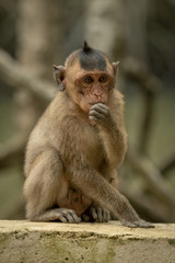 Long-tailed macaque sits eating on concrete wall