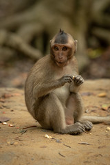 Long-tailed macaque sits eating with both paws