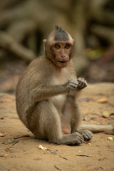 Fototapeta premium Long-tailed macaque sits eating with paws together