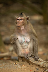 Naklejka na ściany i meble Long-tailed macaque sits eating on sandy rock
