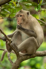 Long-tailed macaque sits in tree eating food
