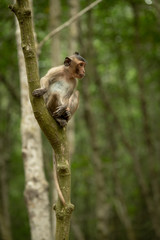 Long-tailed macaque sits in tree looking out